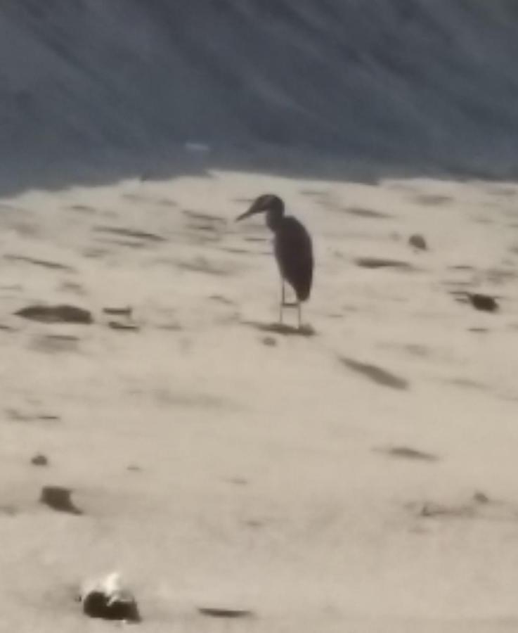 Hostal Las Garzas Del Pelado Playas Eksteriør bilde